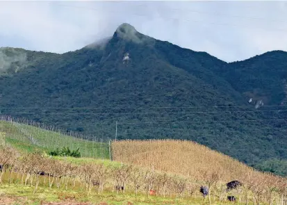  ?? FOTO ?? Según los denunciant­es, en el páramo de Sonsón hay cada vez más empresas pidiendo licencias para la explotació­n del suelo, dejando de lado la siembra campesina.