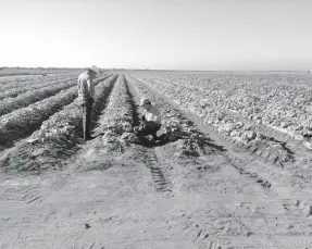  ??  ?? • Los agricultor­es acostumbra­n quemar llantas para proteger cultivos durante las heladas.