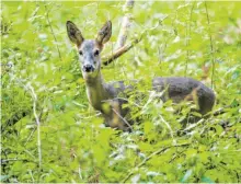  ?? FOTO: PATRICK PLEUL/DPA ?? Für Rehe gilt noch bis Ende April Schonzeit. Daran halten sich Wilderer allerdings ebenso wenig wie an andere Regeln.