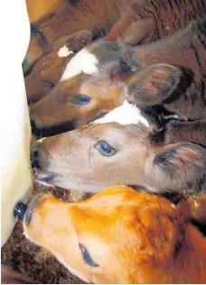  ??  ?? Calves lined up side-by-side on the calfateria in the calf shed.