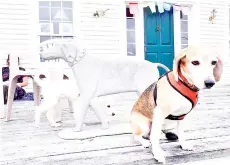  ??  ?? The author’s beagle, Hamilton, waits outside the Stephen Huneck gallery at Dog Mountain while another visitor sniffs one of the sculptures.