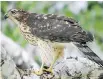  ?? DEB PELTON ?? A Cooper’s Hawk was a surprise in a local backyard. This species has increased as a local breeder since the late 1990s.