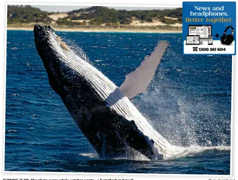  ?? Photo: Contribute­d ?? TURNING IT ON: The photo every whale watcher wants – a humpback in breach.