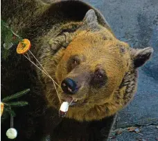  ?? FOTO MAFRA ?? Medvědí Vánoce tradičně chystají v Českém Krumlově