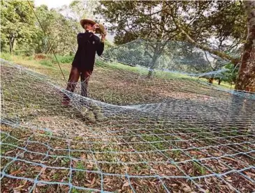  ??  ?? JARING diletakkan bagi mengelak durian pecah
atau rosak.