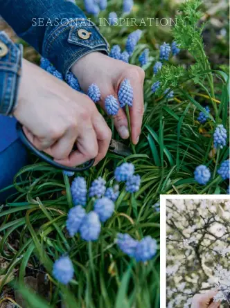  ??  ?? Find ideas for floral accessorie­s in charming vintage nature books, then take a selection of flowers and foliage, including blossom cuttings, for their seasonal colour and form