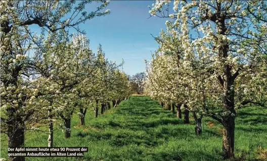  ??  ?? Der Apfel nimmt heute etwa 90 Prozent der gesamten Anbaufläch­e im Alten Land ein.