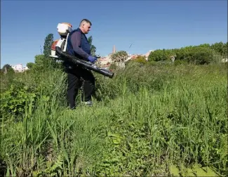  ?? (Photos Philippe Arnassan et Cavem) ?? Ici, dans un marais près du centre-ville de Fréjus, un agent disperse un produit antimousti­que : le Vectomax.