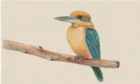  ?? ?? The sihek, or the Guam kingfisher, is a beautiful blue-gold songbird that’s been extirpated in the wild since the 1980s. Illustrati­on: Kate Nolan/The Guardian