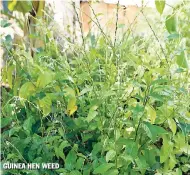  ??  ?? GUINEA HEN WEED