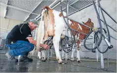  ??  ?? Always the milking: Vince Steiner of Tokoroa uses the on-site milking shed to milk his ayrshires.