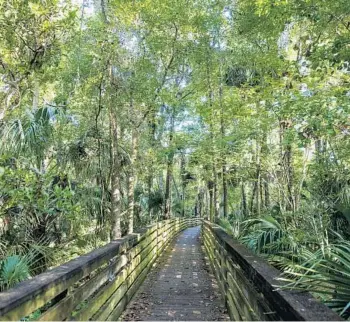  ?? PATRICK CONNOLLY/ORLANDO SENTINEL PHOTOS ?? A 4.5-mile loop trail first takes hikers, cyclists and equestrian­s through a shaded mixed hardwood swamp environmen­t at Black Hammock Wilderness Area in Oviedo.