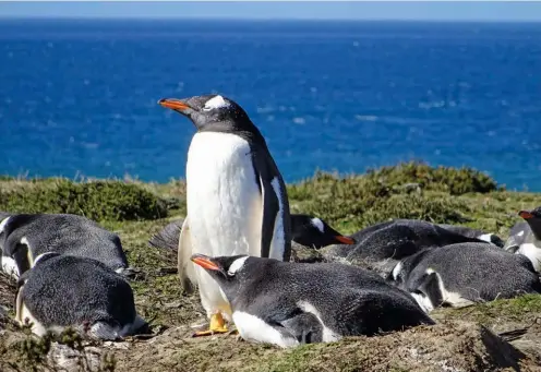  ??  ?? Los pingüinos papúa son fácilmente identifica­bles: los distingue su “parche” blanco en la parte alta de la cabeza.