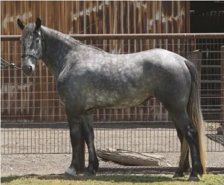  ??  ?? Registered 3-year-old Irish Draught filly Manu Forti’s Lady Alice.