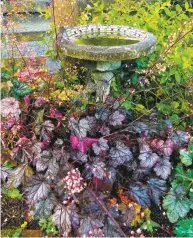  ?? Dean Fosdick / Associated Press ?? Huecheras grow around a birdbath. Plants with red, purple or black leaves are striking additions to any landscape, making them a popular plant trend for the upcoming 2020 gardening season.