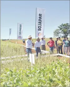  ??  ?? En Itapúa se lanzó esta semana la nueva variedad Sojapar R-24, por el Instituto Paraguayo de Tecnología Agraria (Ipta).