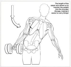  ?? ?? The length of the upper arm allows us to transfer the weight into the stronger ribcage, making it easier to carry things!