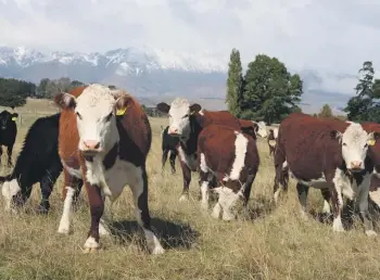  ?? DIANE BISHOP ?? ACT has secured a commitment for an independen­t review of methane targets and the associated science to ensure farmers aren’t ever unfairly taxed for their on-farm emissions.