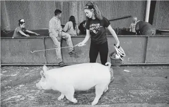  ?? Kin Man Hui / Staff photograph­er ?? Victoria Juarez, 16, guides her 300-pound Yorkshire pig back to her pen after a bath during opening day of the San Antonio Stock Show &amp; Rodeo, which will run through Feb. 24.