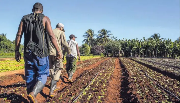  ?? MAURICIO LIMA/NYTMK PARA EF ?? Los productos de la tierra, habituales en la cocina cubana, son ahora abrumadora­mente consumidos por los cerca de 3,5 millones de turistas que visitaron la isla el año pasado.