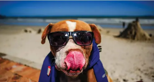  ?? | HENK KRUGER African News Agency (ANA) ?? DUKE, a Staffordsh­ire Bull Terrier, relaxed with his owner Kallie Harmse at Strand beach as Capetonian­s enjoyed warmer weather yesterday. The two live on the street after Harmse lost his job seven months ago due to Covid-19.