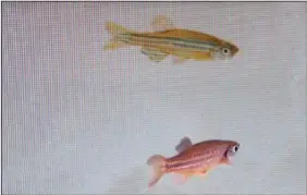  ?? ?? A zebrafish (bottom) is monitored to see its reaction to a video of another at a laboratory in Oeiras, Portugal.
(AP/Rui F. Oliveira)