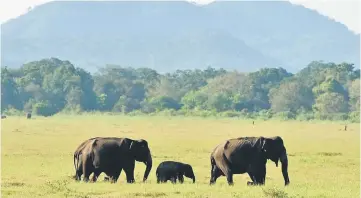  ??  ?? File photo shows an infant Sri Lankan elephant walking through a field with adults in Minneriya National Park. — AFP photo