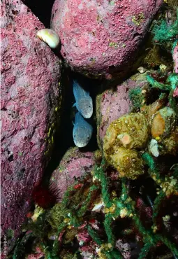  ?? ?? TOP RIGHT
A pair of eels peek out from a rock crevice