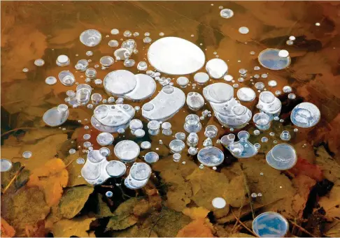  ??  ?? Ces bulles de méthane, l’un des gaz à effet de serre, proviennen­t de la décomposit­ion des feuilles sous la glace.