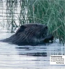  ??  ?? Controvers­y A beaver feeding in east Perthshire