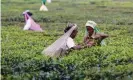  ?? Photograph: Getty Images ?? Women harvesting organic tea in the district of Darjeeling in West Bengal in India.