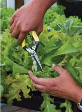  ?? ?? Grow cut-and-come-again winter salad leaves in the greenhouse