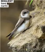  ?? ?? Sand martin