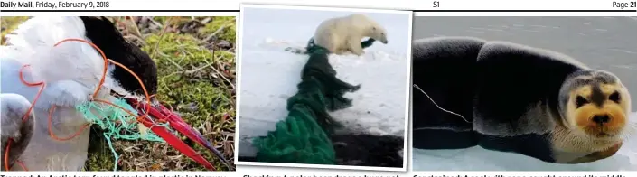  ??  ?? Trapped: An Arctic tern found tangled in plastic in Norway Shocking: A polar bear drags a huge net Constraine­d: A seal with rope caught around its middle