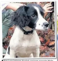  ?? Sue Lace believes English springer spaniels Molly and Daisy have been taken from her garden and the family have carried out concerted efforts to find them ??