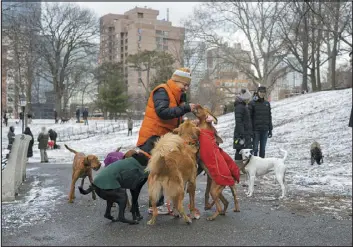  ?? CALLA KESSLER — THE NEW YORK TIMES ?? Dogs vie for a treat Feb. 1in an off-leash area of Fort Greene Park in Brooklyn, N.Y. In places where recreation­al use is legal, smokers are tossing the remains of joints in the street. Dogs are eating them and getting sick in increasing numbers, veterinari­ans and poison-control centers say.