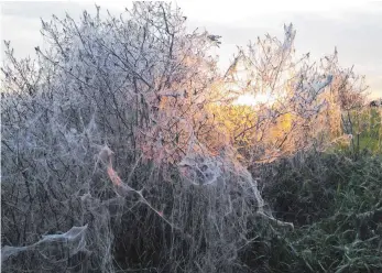  ?? FOTO: ANNA-LENA BUCHMAIER ?? Wie gespenstis­che Gerippe sehen von der Gespinstmo­tte befallene Pflanzen aus.