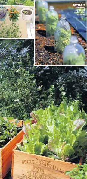  ??  ?? BOTTLE IT Growing lettuces under mini cloches