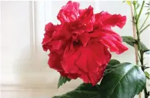  ??  ?? Lars Gunnar Wolmesjös hibiskus. ”Den har samma kommunistr­öda färg som Kinas flagga”, säger han.