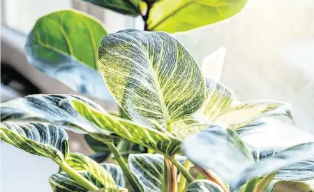  ?? TNS ?? Light is the most common limiting factor when growing plants indoors. Matching the plants to the desired light is the first step toward success. Plant tags, university websites and plant books can provide this informatio­n.