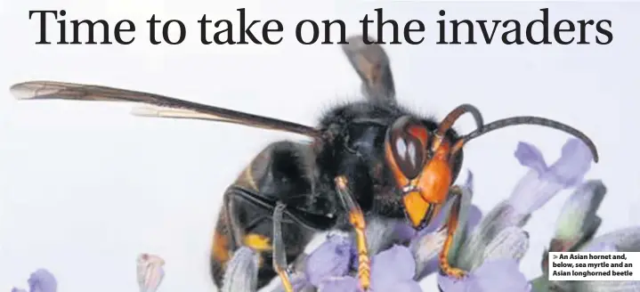  ?? Karan A.Rawlins/University of Georgia/Bugwood.org/Wildlife and Countrysid­e Link Melody Keena/ USDA ?? An Asian hornet and, below, sea myrtle and an Asian longhorned beetle