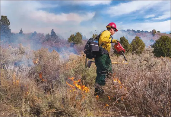  ?? (AP/The Salt Lake Tribune/Leah Hogsten) ?? Brian Frisby, a fire operations specialist with the Bureau of Land Management in Fillmore, Utah, uses a drip torch Nov. 6 to start a prescribed burn within Fishlake National Forest.