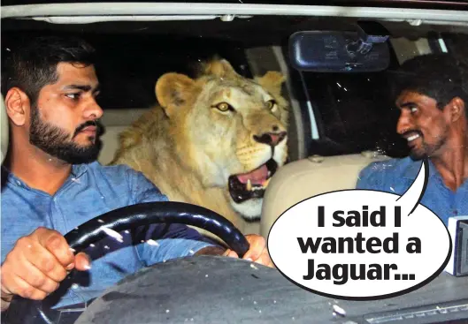  ??  ?? Our car’s a roar-tomatic: The Hussain brothers go for a drive with their pet lion Simba, who they’ve raised from a cub