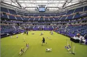  ?? MARY ALTAFFER/AP ?? A handler and his dog compete in agility preliminar­ies inside Arthur Ashe stadium during the 147th Westminste­r Kennel Club Dog show Saturday at the USTA Billie Jean King National Tennis Center in New York.