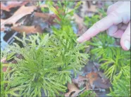  ?? STEVE FAGIN/SPECIAL TO THE DAY ?? Princess pine covers a section of forest floor at the Perry Natural Area in Stonington. A similar clubmoss, creeping Jenny, is visible just to the right of the princess pine.