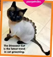  ??  ?? The Dinosaur Cut is the latest trend in cat grooming.