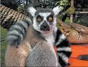  ?? SAN FRANCISCO ZOO ?? Maki, a 21-year-old ring-tailed lemur, has been returned to the San Francisco Zoo after being abducted.