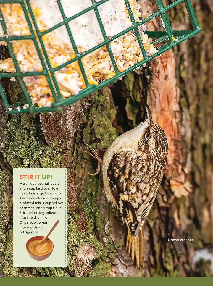  ??  ?? Brown creeper
