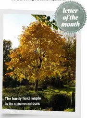  ?? ?? *We reserve the right to edit correspond­ence
The hardy field maple in its autumn colours