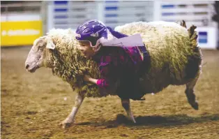  ?? DAVID BLOOM ?? Barrhead’s River Massa, 7, takes part in the mutton busting competitio­n during Farmfair Internatio­nal at the Edmonton Expo Centre Thursday.